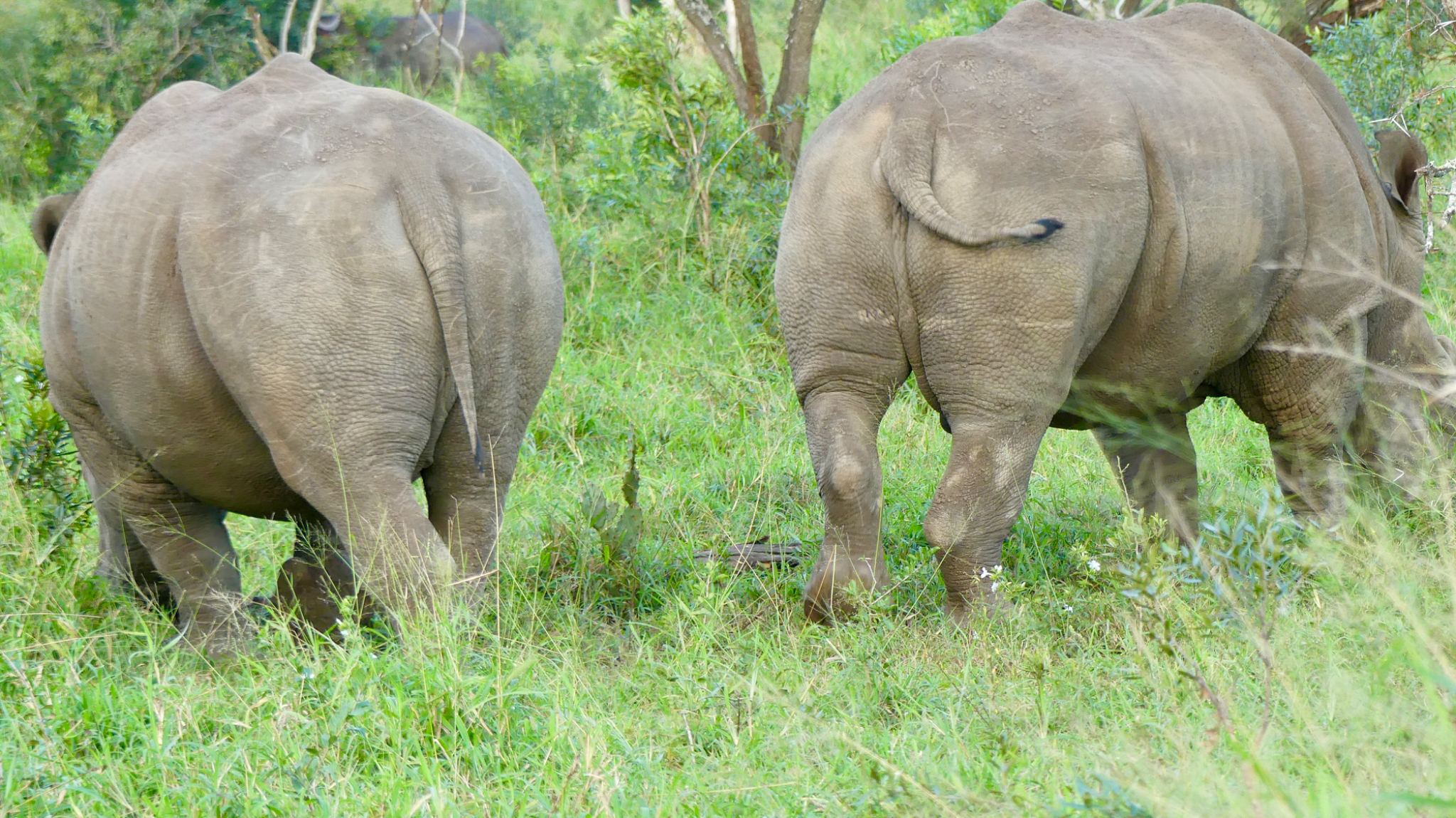 Rhino Butts